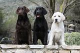 LABRADOR 709